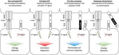 Abatacept to induce remission of peanut allergy during oral immunotherapy (ATARI): protocol for a phase 2a randomized controlled trial